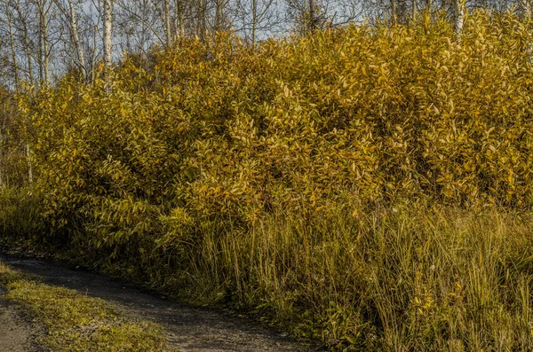 Schöne Herbstliche Natur Nachmittag Schöne Herbstgelbe Blätter Und Natur Und — Stockfoto