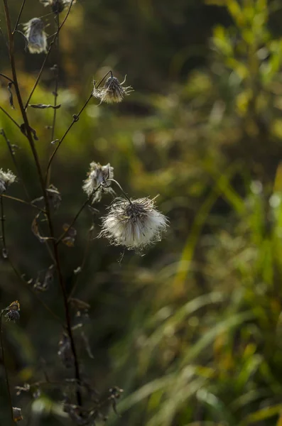 Vackra Höst Naturen Eftermiddagen Vackra Buskar Och Växter Bakgrundsbelysningen Mot — Stockfoto