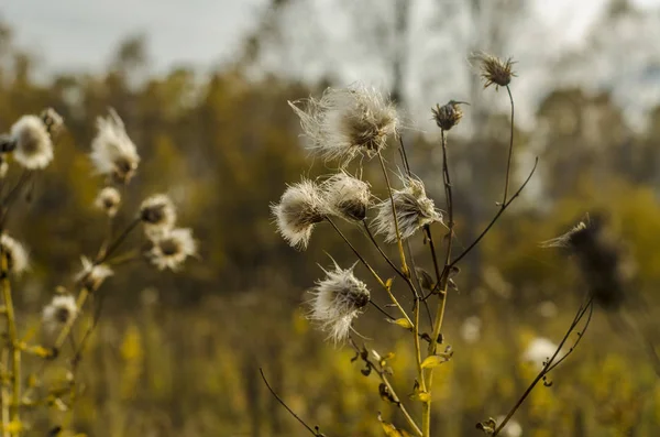 Vackra Höst Naturen Eftermiddagen Vackra Buskar Och Växter Bakgrundsbelysningen Mot — Stockfoto