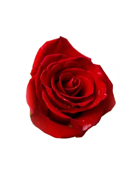 Belles Lumineuses Fleurs Belle Rose Rouge Violette Sur Fond Isolant — Photo