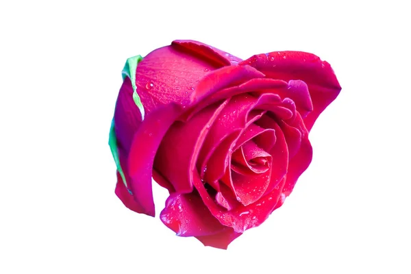 Belles Lumineuses Fleurs Belle Rose Rouge Violette Sur Fond Isolant — Photo