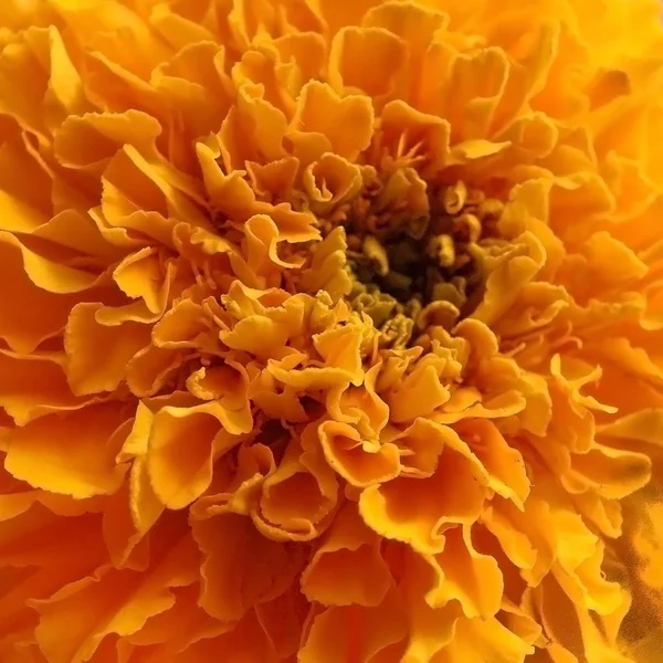 Beautiful Bright Flowers Beautiful Yellow Flower Its Petals Close Range — Stock Photo, Image