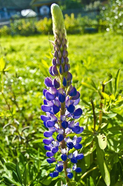 Beautiful Bright Flowers Beautiful Blue Vertical Long Flower Nature Backdrop — Stock Photo, Image
