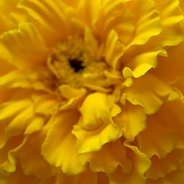 Beautiful Bright Flowers Beautiful Yellow Flower Its Petals Close Range — Stock Photo, Image