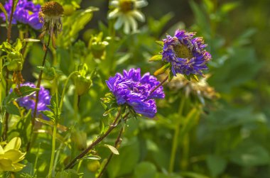 Güzel alan ve çayır çiçekler. Birçok alan ve çayır çiçek güzel manzarasına karşı yeşillik zemin doğada bir yaz gününde.