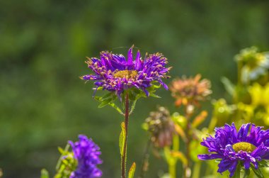 Güzel alan ve çayır çiçekler. Doğaya karşı yeşillik zemin içinde bir yaz gününde güzel tek alan ve çayır çiçek.