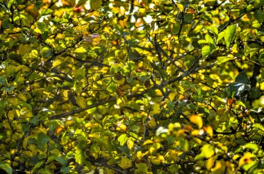 Güzel alan ve çayır çiçekler. Pek çok dalları ve yaprakları ağaç ve yeşillik zemin karşı doğada gündüz çalılar güzel görünümü.