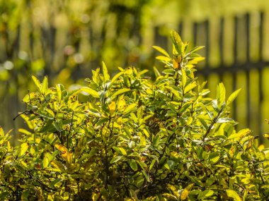 Güzel alan ve çayır çiçekler. Pek çok dalları ve yaprakları ağaç ve yeşillik zemin karşı doğada gündüz çalılar güzel görünümü.
