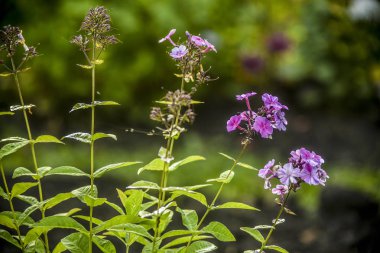 Güzel alan ve çayır çiçekler. Birçok alan ve çayır çiçek güzel manzarasına karşı yeşillik zemin doğada bir yaz gününde.