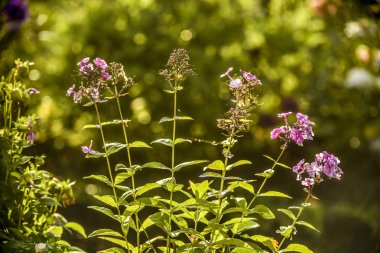 Güzel alan ve çayır çiçekler. Birçok alan ve çayır çiçek güzel manzarasına karşı yeşillik zemin doğada bir yaz gününde.