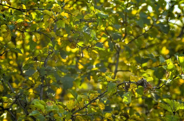 Krásné Pole Lučního Kvítí Krásný Výhled Mnoha Větví Listí Stromů — Stock fotografie
