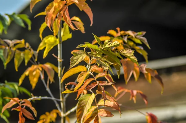 Mooie Veld Weide Bloemen Een Prachtig Uitzicht Vele Herfst Gele — Stockfoto