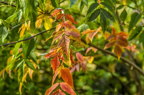 Krásné Pole Lučního Kvítí Krásný Pohled Mnoha Podzimní Žluté Červené — Stock fotografie