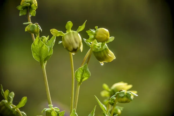 Hermoso Campo Flores Del Prado Hermoso Campo Único Flor Del — Foto de Stock