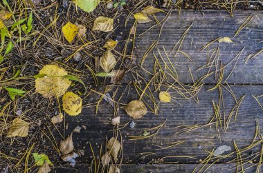 Güzel ve özgün doku. Karmaşık, anlaşılmaz, özgün ve ilginç doku, desen ve arka plan ağaç ve ağaç ürünleri ve düşen yapraklar ile panoları.