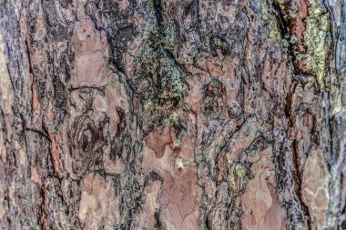 Güzel ve özgün doku. Karmaşık, anlaşılmaz, özgün ve ilginç doku, desen ve çam kabuğu ve ahşap arka plan.