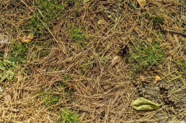 Güzel ve özgün doku. Zor, anlaşılmaz, özgün ve ilginç doku, desen ve kuru iğne iğne yapraklı ağaç arka plan.