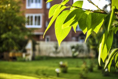 Nesnelerle güzel manzara. Güzel manzarası ve arka plan arka ışık ve güneş ışığı, güneşli bir yazlık uzak plan içinde ağaç yaprakları üzerinde.