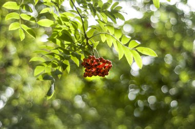 Nesnelerle güzel manzara. Harika bir manzara ve arka planda demetleri ve meyve üvez ağaç yeşil arka plan üzerinde bir güneşli yaz gününde yaprak..