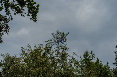 Nesnelerle güzel manzara. Güzel manzarası ve panoramik gökyüzü gün güneşli yaz ağaç tepelerinin ile arka plan.