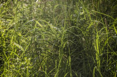 Sabah güzel doğada. Güzel çim ve kulakları sabah ve öğleden sonra bir güneşli yaz gününde geri güneş alan ve çayır çiçeklerle.