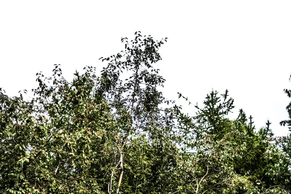 Krásná Krajina Objekty Krásný Výhled Pozadí Panoramatických Oblohy Korunami Stromů — Stock fotografie