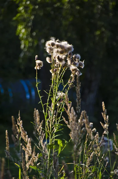 Vacker Natur Morgonen Vackra Gräs Och Öron Med Fältet Och — Stockfoto