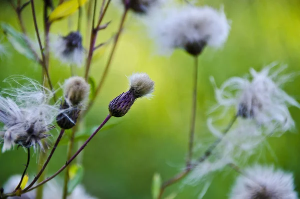 Vacker Natur Morgonen Vackra Gräs Och Öron Med Fältet Och — Stockfoto