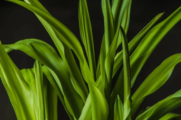 Prachtige Natuur Ochtend Mooie Planten Bladeren Van Dicht Bij Elkaar — Stockfoto