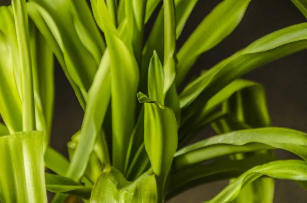 Schöne Natur Morgen Schöne Pflanzen Und Blätter Aus Nächster Nähe — Stockfoto