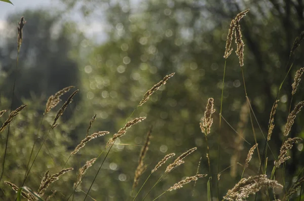Vacker Natur Morgonen Vackra Gräs Och Öron Med Fältet Och — Stockfoto