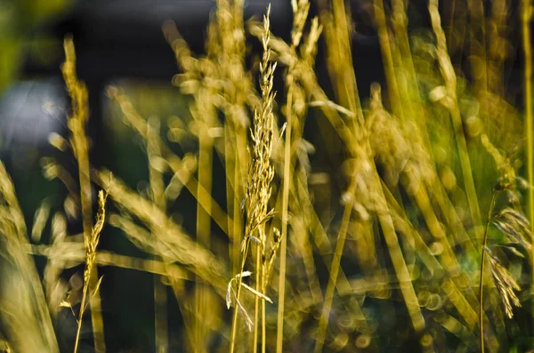 Vacker Natur Morgonen Vackra Gräs Och Öron Med Fältet Och — Stockfoto