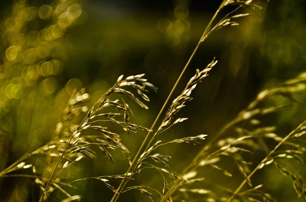 Vacker Natur Morgonen Vackra Gräs Och Öron Med Fältet Och — Stockfoto