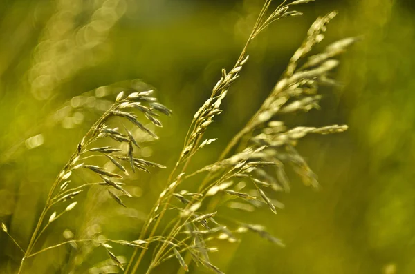 Vacker Natur Morgonen Vackra Gräs Och Öron Med Fältet Och — Stockfoto