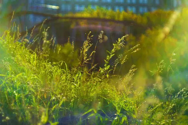 Hermosa Naturaleza Por Mañana Hermosa Hierba Orejas Con Flores Campo — Foto de Stock