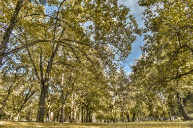 Ağaç ve ağaç kabuğu mayo. Güzel ve ilginç görünümü, ağaç ve orman yaz ve öğleden sonra mavi gökyüzünde karşı.