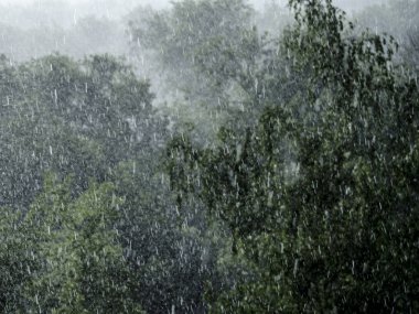 Ağaç ve ağaç kabuğu mayo. Güzel ve ilginç manzara, panorama ve ağaçlar ve yaz aylarında ve öğleden sonra ya da sabah sis ve sis ile yeşil orman manzarasına.