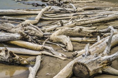 Ağaç ve ağaç kabuğu mayo. Ağaç, gövde ve kabuk yaz ve öğleden sonra bir kök su veya nehir ile güzel ve ilginç bakış.