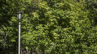 Ağaç ve ağaç kabuğu mayo. Güzel ve ilginç görünümü güneşli bir yeşillik ağaçların,.