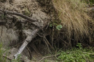 Ağaç ve ağaç kabuğu mayo. Ağaç, gövde ve kabuk yaz ve öğleden sonra bir kök ile güzel ve ilginç bakış.