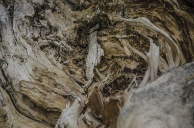 Ağaç ve ağaç kabuğu mayo. Ağaç, gövde ve kabuk yaz ve öğleden sonra bir kök ile güzel ve ilginç bakış.