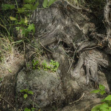 Ağaç ve ağaç kabuğu gövdeleri.