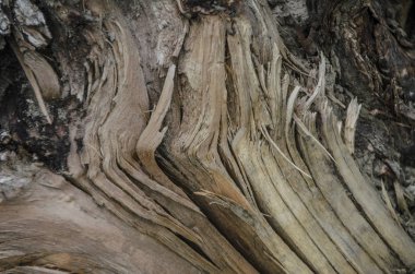 Ağaç ve ağaç kabuğu gövdeleri.