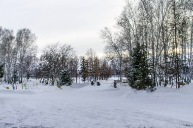 Kış manzarası ve arka plan. Ağaç ve ağaç kabuğu mayo. Güzel ve ilginç manzara, panorama ve karla kaplı orman görünümünü.