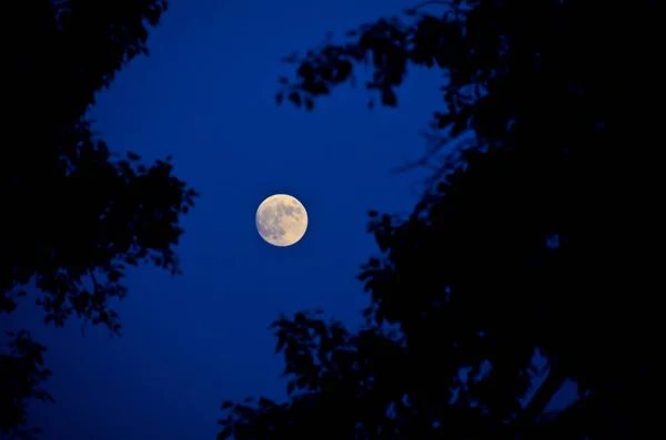 自然の美しい景色 美しいと面白い風景 パノラマ 夜と月のビューまたは夜の木 々の間から空 — ストック写真
