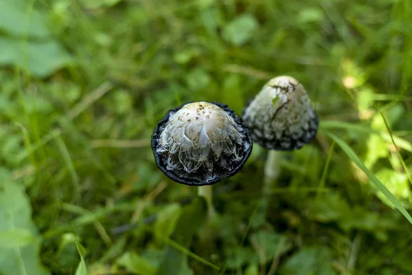 Champiñones Tipo Seta Hermosa Interesante Vista Desde Cerca Fondo Parte —  Fotos de Stock