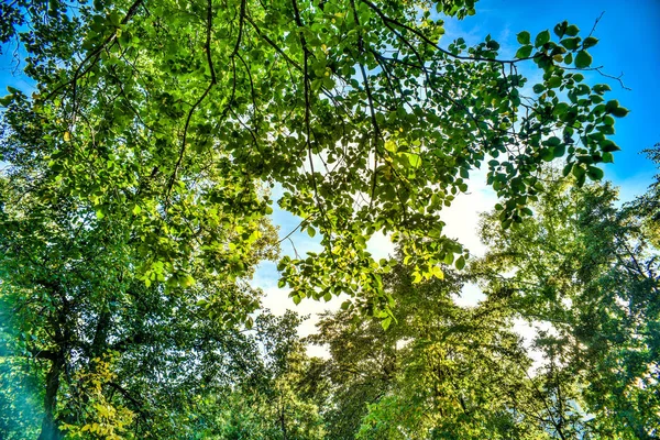 树和树皮树干 在夏天和下午的蓝天上 树木和森林的美丽而有趣的景色 — 图库照片