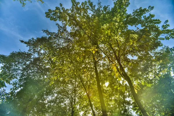 Árvores Troncos Casca Bela Interessante Vista Das Árvores Floresta Contra — Fotografia de Stock