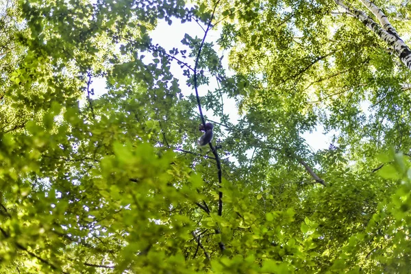 Árvores Troncos Casca Vista Bonita Interessante Árvores Esquilo Tarde Verão — Fotografia de Stock