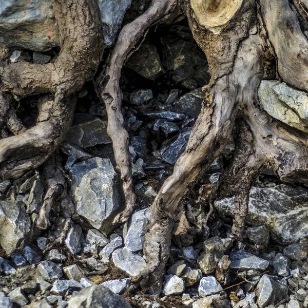 Stromy Kůra Kmenů Krásný Zajímavý Pohled Strom Kmen Kůra Kořenovým — Stock fotografie